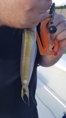 Malacanthus plumieri