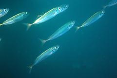 Trachurus symmetricus