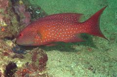 Variola albimarginata