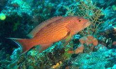 Variola albimarginata