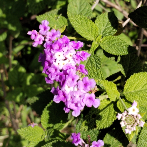 Lantana rugulosa