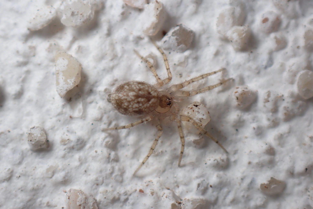 Oecobius cellariorum