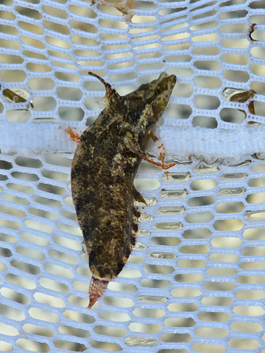 Marbled blenny (Paraclinus marmoratus) — Labrisomidae — 4