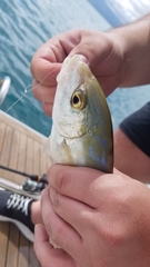 Caranx bartholomaei
