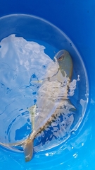 Caranx bartholomaei