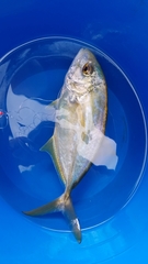 Caranx bartholomaei