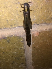 Atractocerus brevicornis