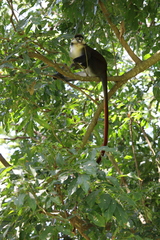 Cercopithecus ascanius schmidti