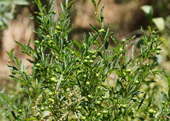 Solanum pseudocapsicum