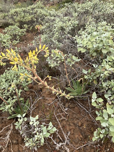 knife-leaved liveforever (Dudleya cultrata)