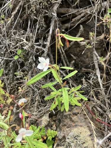 Canyon clarkia (Clarkia epilobioides)