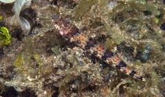 Synodus dermatogenys