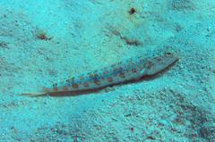 Synodus dermatogenys