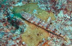 Synodus dermatogenys