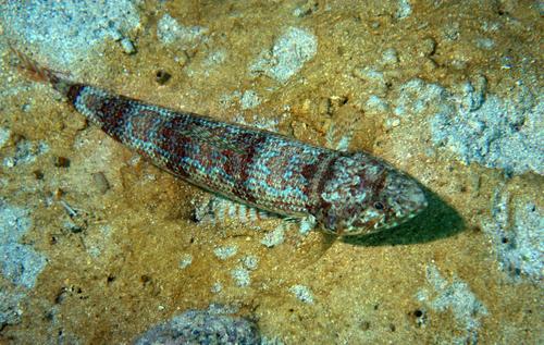Sauro Lizardfish