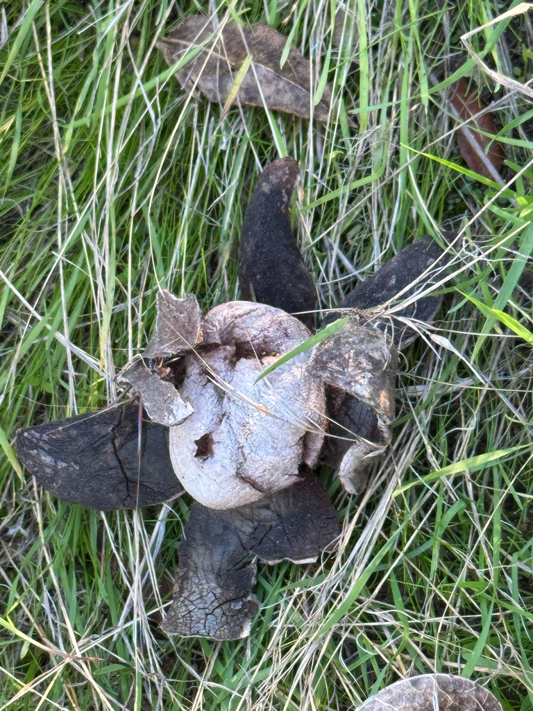 Astraeus pteridis · November 2025 · photo: © klicklo (iNaturalist, cc-by)