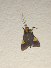 Ulopeza conigeralis