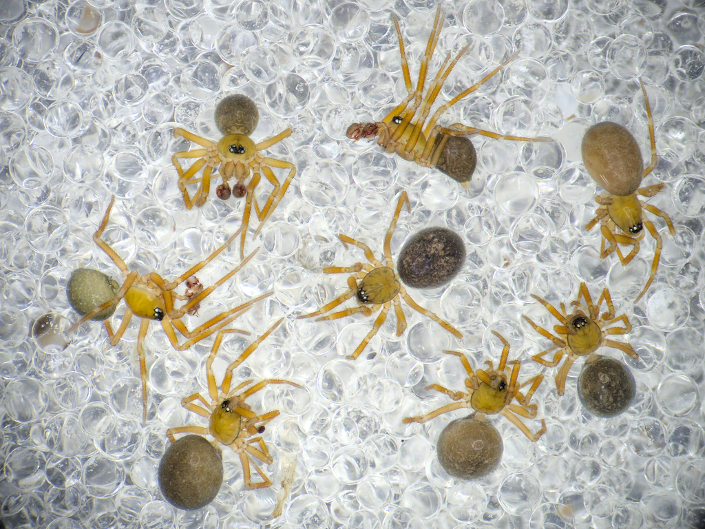 Centromerus dilutus