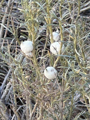 Unknown species found near Grand Staircase-Escalante National Monument, Escalante, UT, US