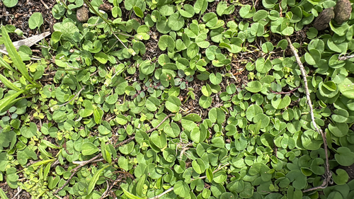 Dichondra micrantha observed 2025-11-10
