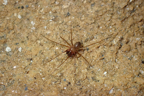 Troglohyphantes cerberus
