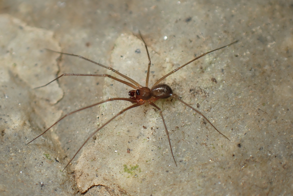 Troglohyphantes marqueti