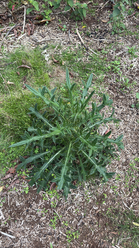 Cirsium vulgare observed 2025-11-10