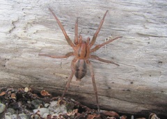 Notiodrassus distinctus