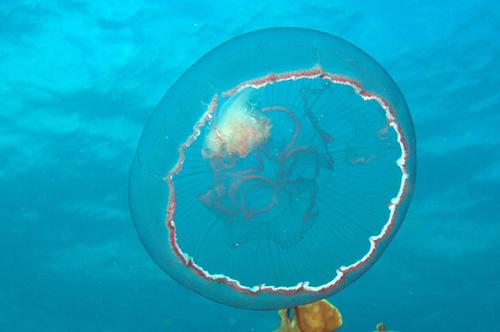 Southern Moon Jelly, photo 2 of 7