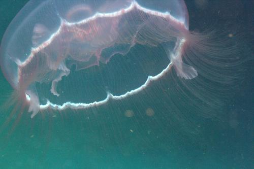 Southern Moon Jelly, photo 6 of 7