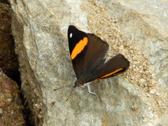 Diaethria pandama