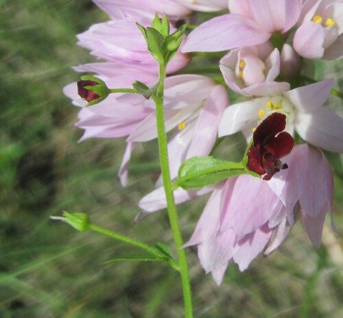 Mediterranean figwort (Scrophularia peregrina)