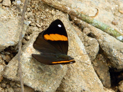 Diaethria pandama