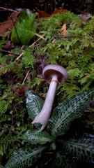 Cortinarius salor
