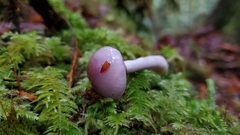 Cortinarius salor