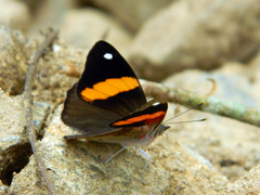Diaethria pandama