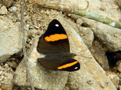 Diaethria pandama