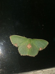 Lophorrhachia rubricorpus