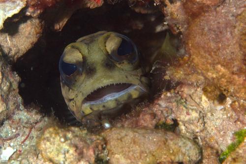 Darwin jawfish (Opistognathus dendriticus) — Opistognathidae — 3