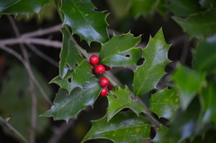 Ilex colchica