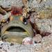 Finespotted Jawfish - Photo (c) craigjhowe, some rights reserved (CC BY-NC-ND)