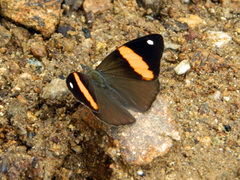 Diaethria pandama