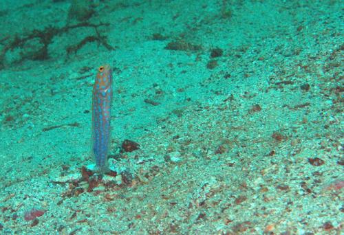 Blue-spotted Jawfish