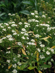 Lepidium oleraceum