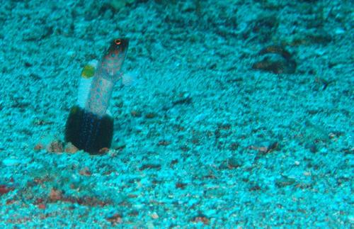 Blue-spotted Jawfish