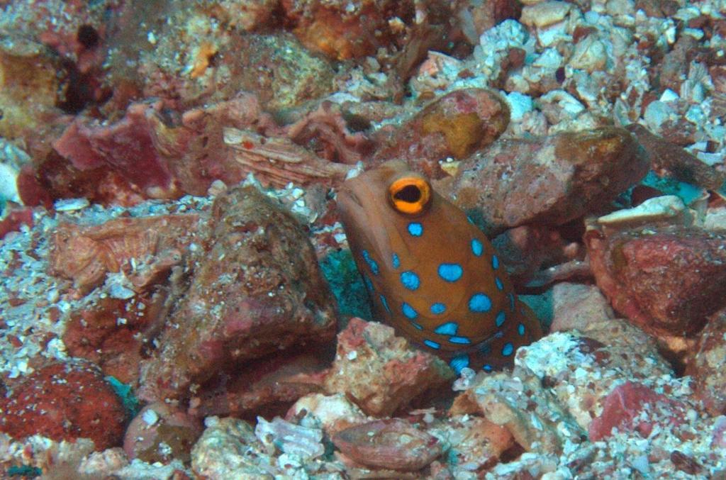 Bluespotted jawfish (Marine Fishes of the Gulf of California