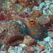 Blue-spotted Jawfish - Photo (c) craigjhowe, some rights reserved (CC BY-NC-ND)