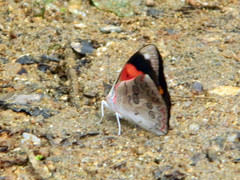 Diaethria pandama