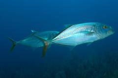 Caranx bartholomaei