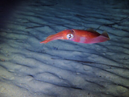 Loligo vulgaris